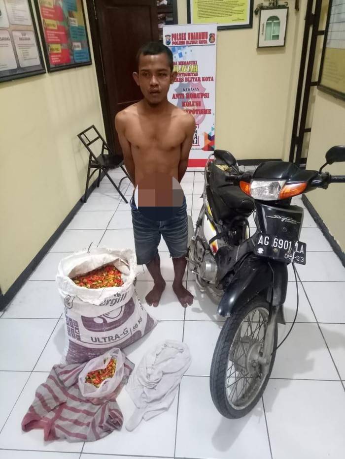 Residivis Curi Cabai yang Baru Saja Dipanen