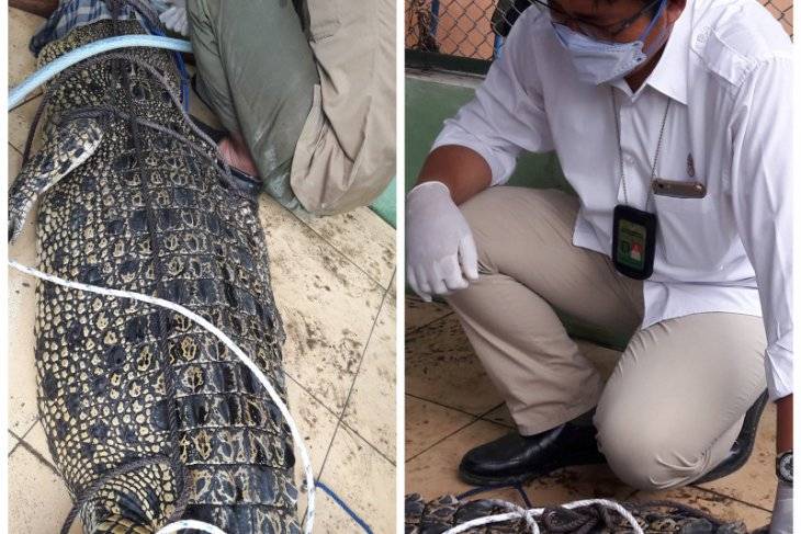 BBKSA Langkat Amankan Buaya Muara yang Ditangkap Warga