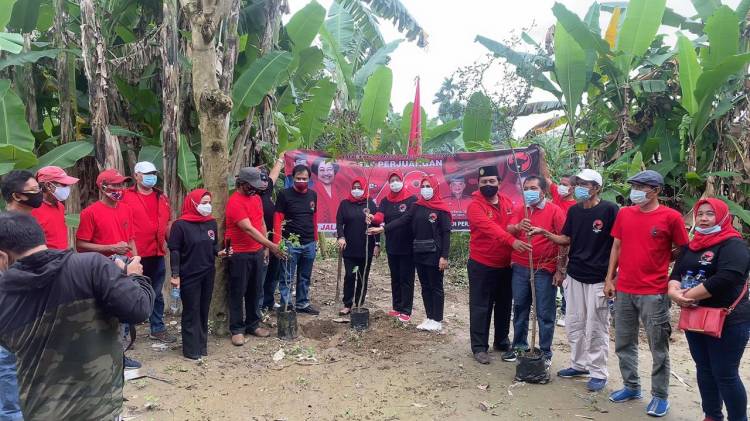 HUT ke 48, DPC PDIP Medan Tanam 480 Pohon