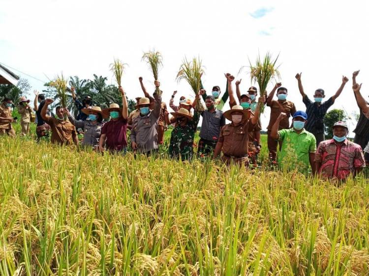 Petani Langkat Diajak Budidayakan  Padi Ramah Lingkungan