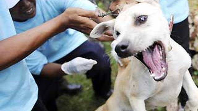 160 Kasus Gigitan HPR di Pematangsiantar