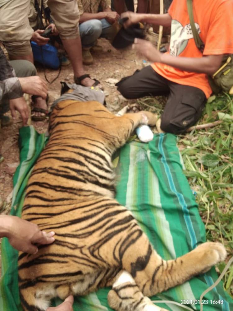 Seekor Harimau Sumatera Terjerat di Agara 