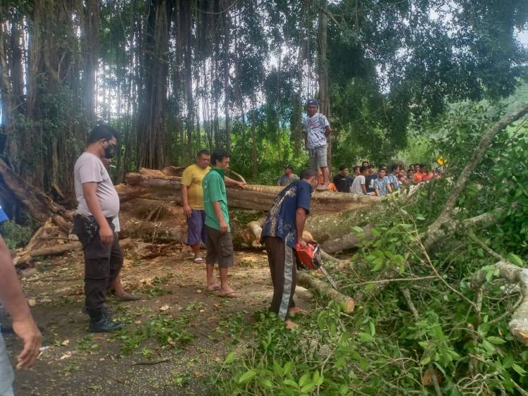 Pohon Tumbang Menutup Ruas Jalan Nasional di Sembekan Karo