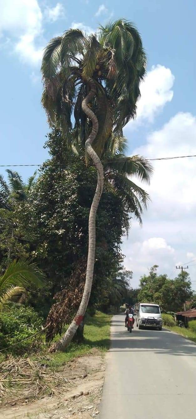 Unik, Batang Pohon Kelapa di Nagakesiangan Sergai Tumbuh Seperti Ular