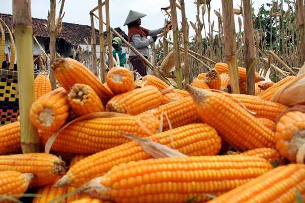 Masalah Bibit Jagung Masih Sorotan Hasil Reses DPRD Toba