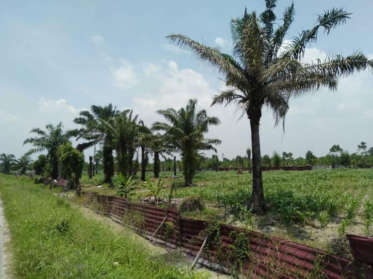 Komisi I DPRD Deliserdang Tolak Kerjasama PTPN II dengan Group Ciputra