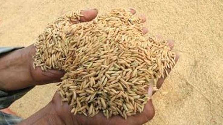 Harga Gabah Tertinggi di Tingkat Petani Sumut Rp 5.564/ Kg