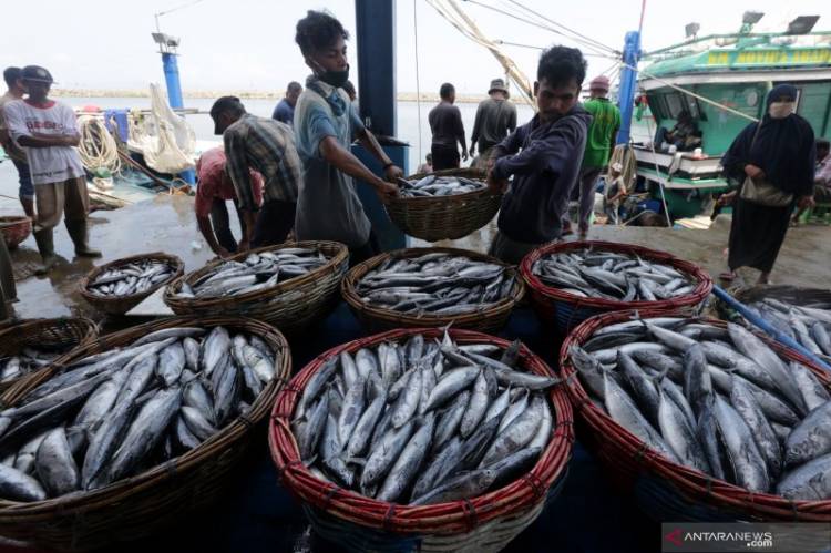 Ikan Dencis Pulpen Melonjak Harganya di Medan