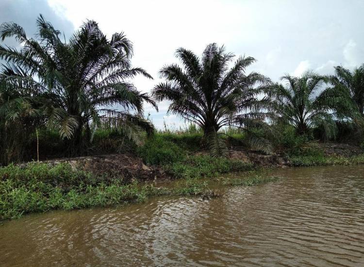 PT KSS Labura Diduga Tanam Sawit di DAS