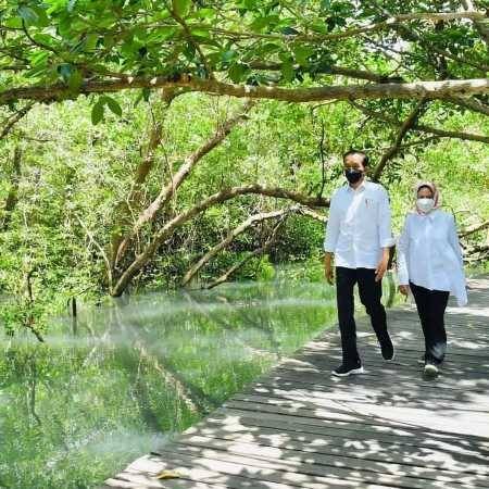 Tinjau Hutan Mangrove di Bali, Jokowi Bicara Mitigasi Perubahan Iklim