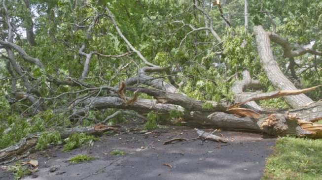 Pohon Besar Tumbang di Jalinsum Torgamba, Lalulintas Macet Parah
