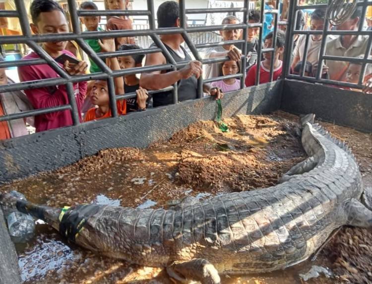 Buaya Ikan Ditangkap di Gunungmelayu Labura