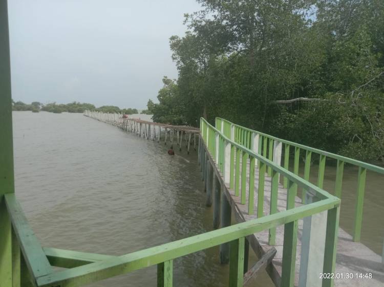 Wisata Mangrove Desa Silo Baru Destinasi Baru di Asahan
