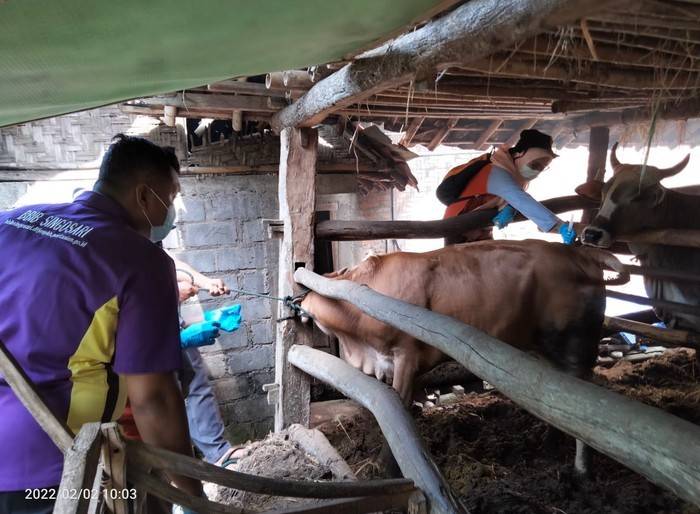 Kementan Terjunkan Tim Khusus untuk Atasi Anthrax di Gunung Kidul