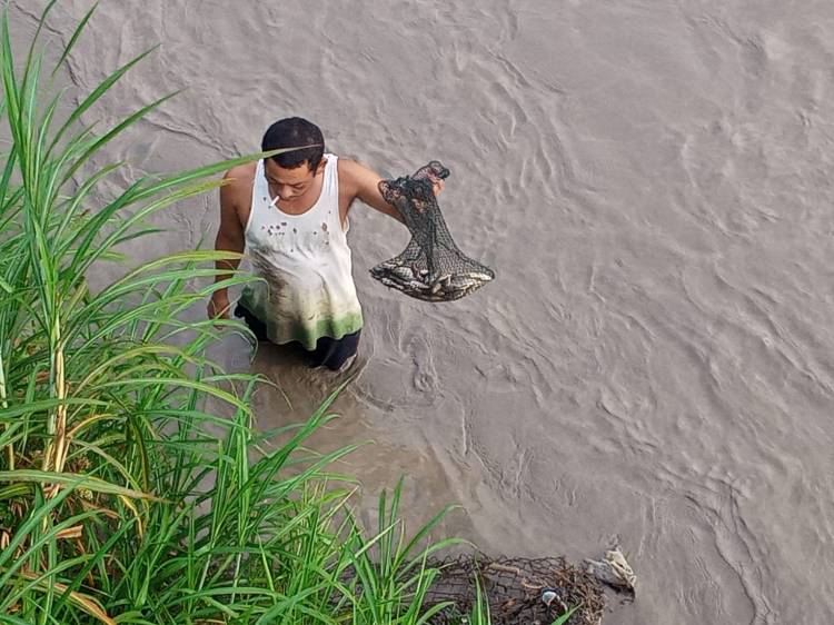 Sungai Renun Dairi Keruh, Ikan-Ikan lemas dan Mati 
