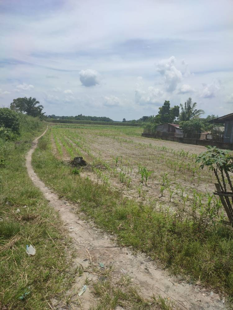 Masyarakat Petani Bah Jambi II Tanah Jawa Rindu Bersawah