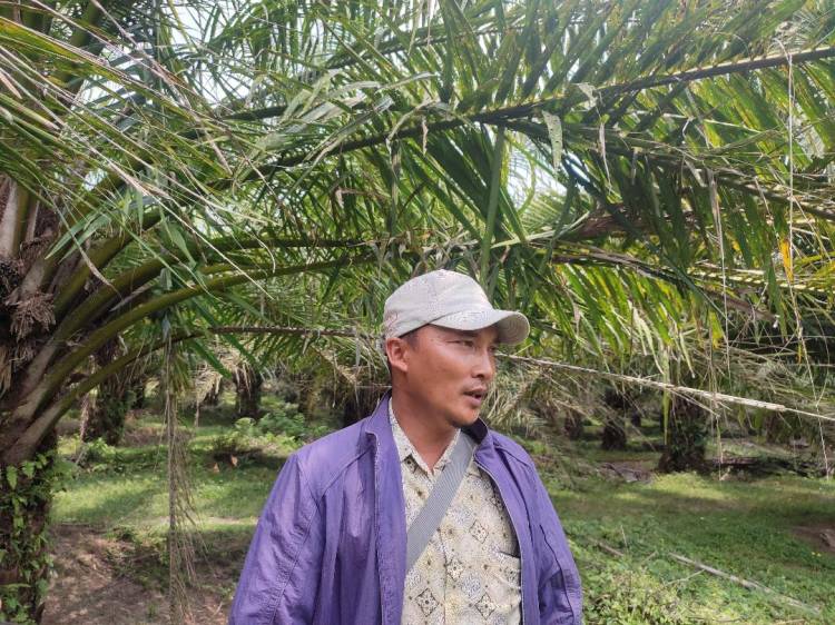 Sawit di Afdeling I Kebun Bah Jambi Diserang Hama Ulat Kantong