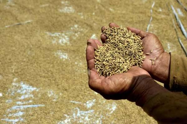 Hasil Survei BPS Sumut, Harga Gabah Tertinggi di Tingkat Petani Rp. 5.900/Kg