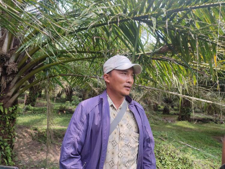 Tanaman Sawit Kebun Bah Jambi Diserang Hama Ulat Kantong 
