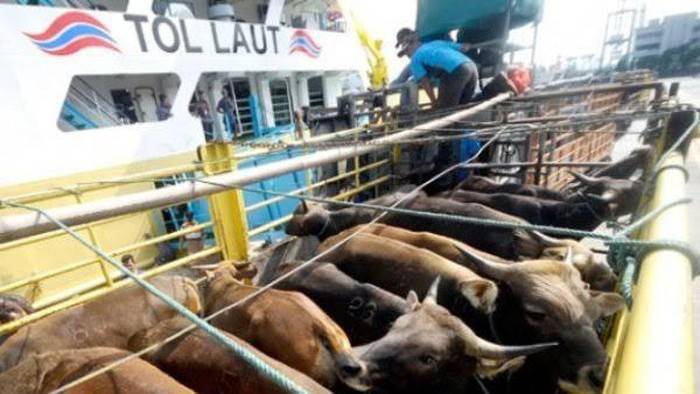 Cegah Tertular Penyakit Mulut dan Kuku, Sapi Kurban Dikirim via Tol Laut 