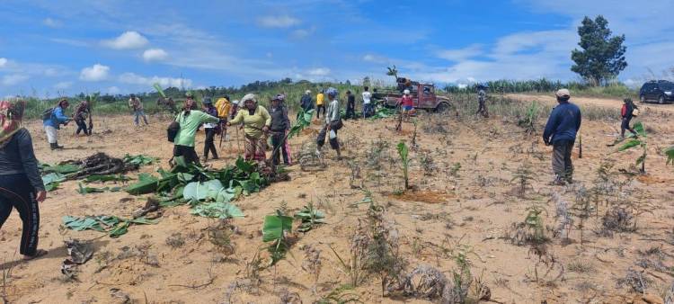 Masyarakat Desa Sukamaju Ramai-ramai Menanam Pohon Pisang di Puncak 2000 Siosar 