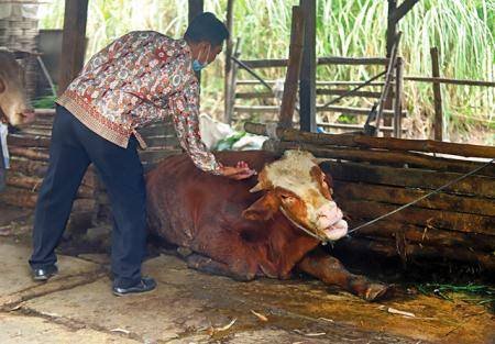 DPRD SU Desak Dinas Ketapangnak Sumut Turunkan Tim Teliti Penyakit LSD Serang Ternak di Labusel