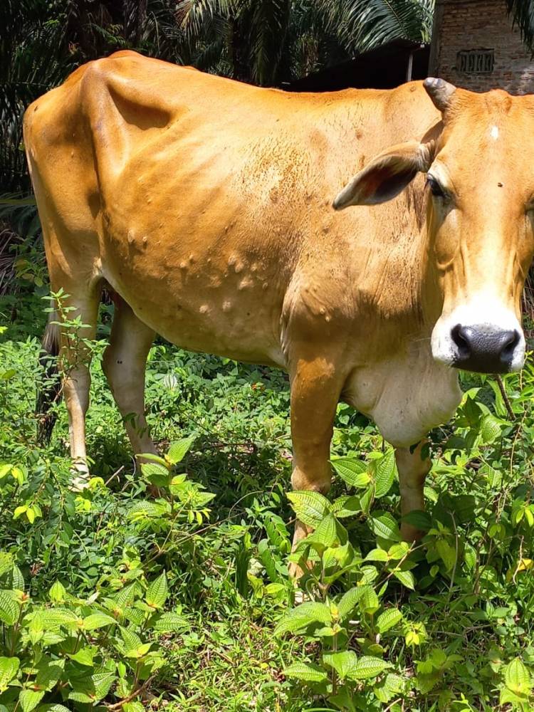 Banyak Lembu di Labusel Terjangkit Lumphy Skin Deases