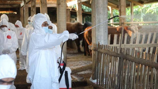 Pemerintah akan Bentuk Satgas PMK di 18 Provinsi