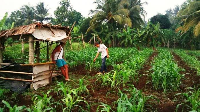 60 Persen Sawah di Wilayah Kecamatan Jorlanghataran Beralih ke Komoditi Jagung