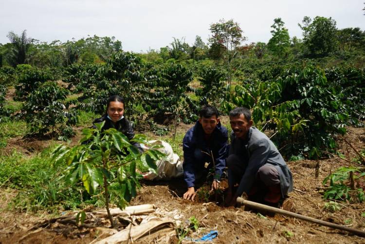 Kelompok Tani Kopi Sihaporas Terima 350 Bibit Pohon Lamtoro