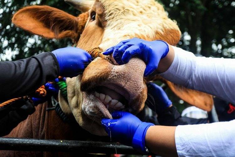 Dikebut Sambut Idul Adha, Vaksinasi PMK Dimulai Hari Ini