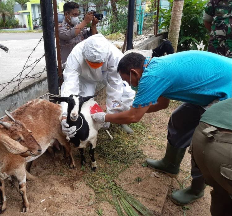 Polres Sibolga Vaksinasi Ternak Kambing dan Babi