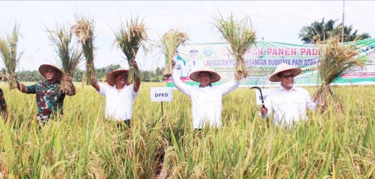 Bupati Simalungun Panen Raya Padi Sawah di Hutabayuraja