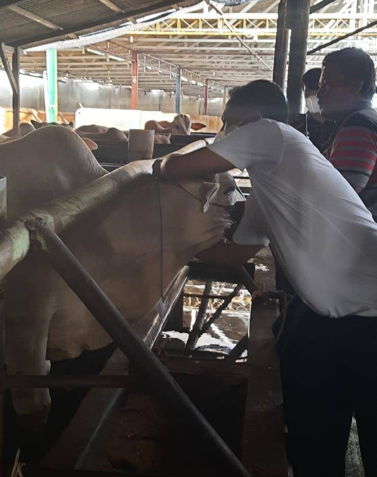 61 Ekor Sapi Berlabel &ldquo;Sehat&rdquo; Siap Disebar ke Seluruh Kecamatan di Sergai