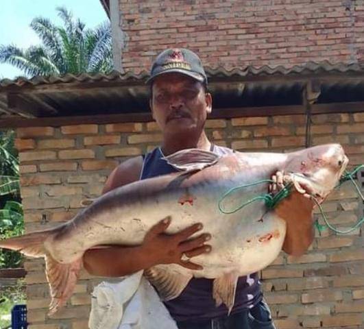 Heboh, Warga Pancing Ikan Patin Seberat 18 Kg di Sungai Padang