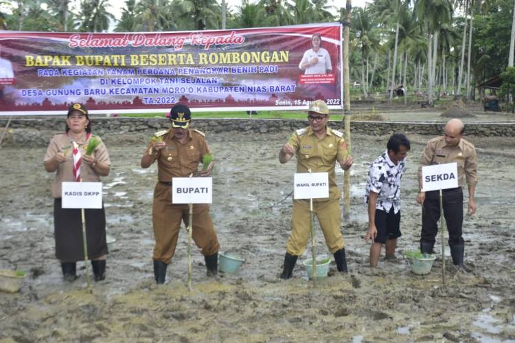 Bupati dan Wabup Nisbar Tanam Benih Padi di Sawah Sikhula Bawazukhu Taro'ofi