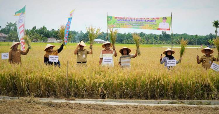 Panen Raya Padi di Kuala, Plt Bupati: Mafia Pupuk akan Diberantas