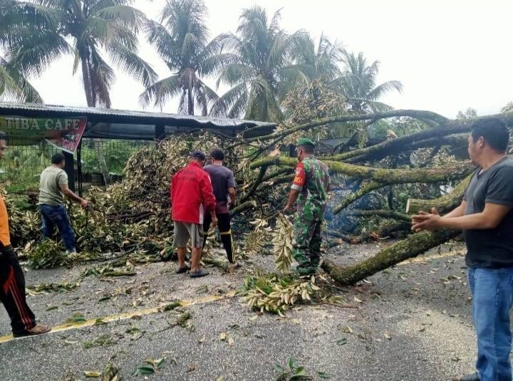 Pohon Tumbang,  Lalu Lintas di Jalan  Kutacane Menuju Blangkejeren Macet