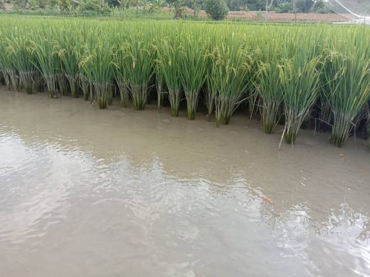 Optimalkan Lahan Sawah, Petani Siborna Budidaya Ikan dengan Sistem Minapadi