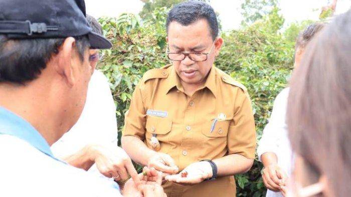 Kementan RI Ajak Petani Kopi Toba Mulai Bertani Secara Organik
