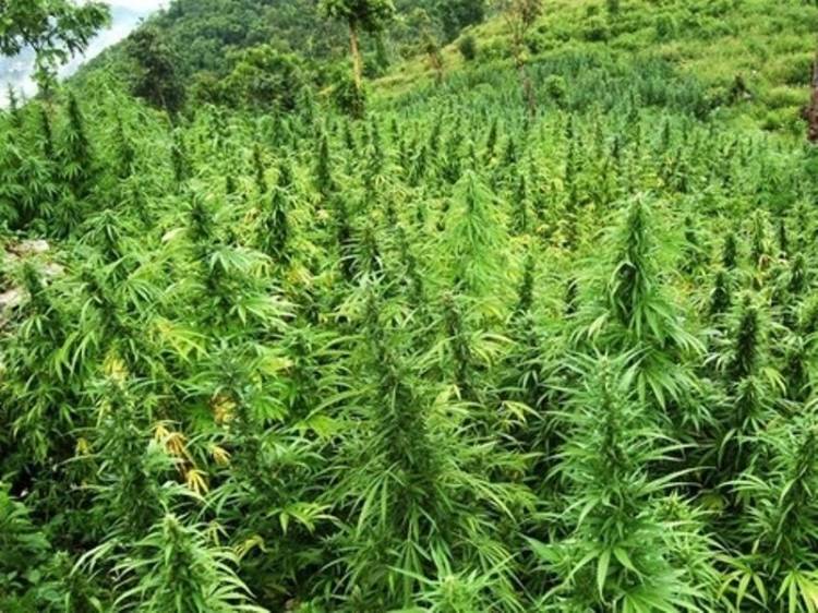 DPR Aceh Wacanakan Bikin Qanun Legalisasi Ganja Medis Tingkatkan PAD