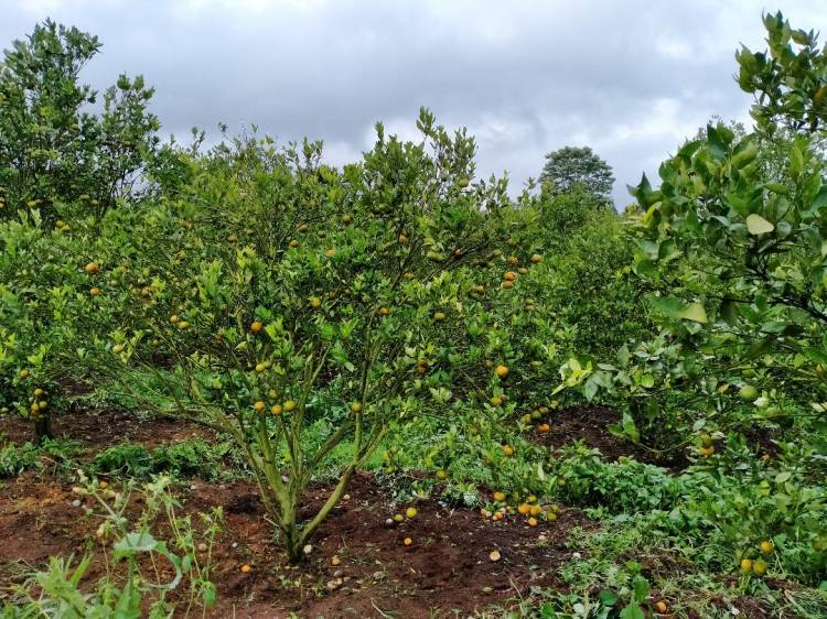 Petani Jeruk Berharap, Pemkab Simalungun Cari Langkah Jitu Berantas Hama Lalat Buah
