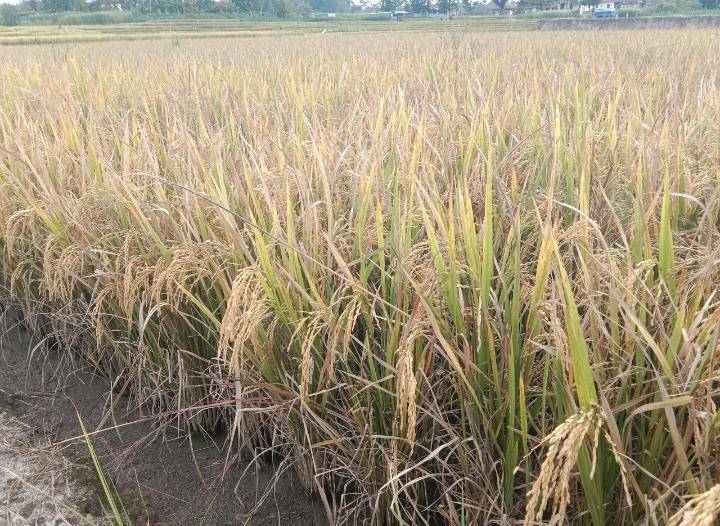 Warga Tiga Nagori Resah, Musim Panen Tiba tapi Tenaga Pemanen Minim