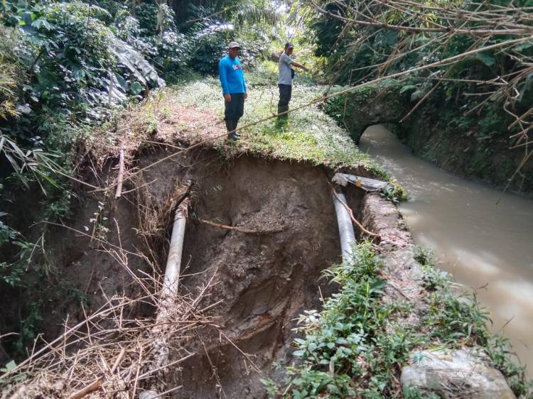 Daerah Irigasi Siborna Longsor, Ratusan Hektare Lahan Pertanian Terancam Alih Fungsi