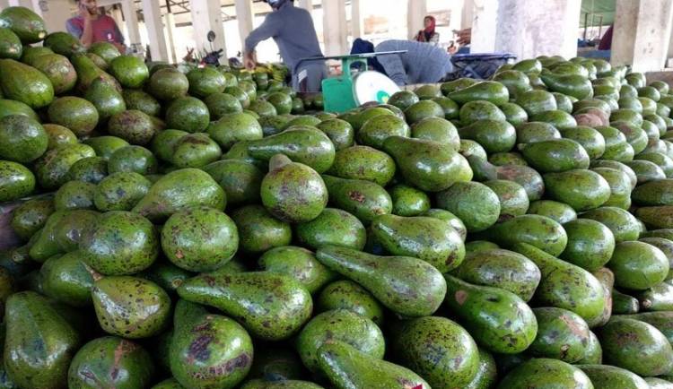 Harga Buah Alpukat di Medan Mahal, Didatangkan dari Sejumlah Provinsi