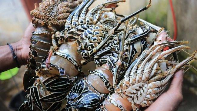 Ratusan Nelayan Dukung Gugatan ke PTUN soal Ekspor Benur Lobster