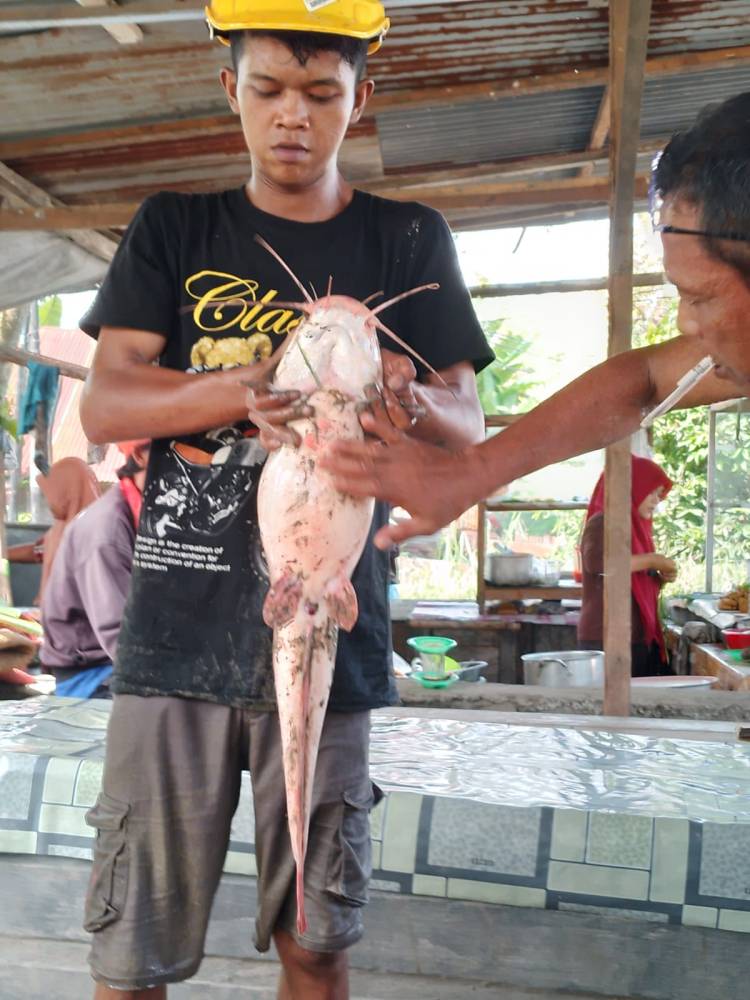 Sungai Deli Meluap, Seorang Warga Temukan  Lele Berukuran Besar