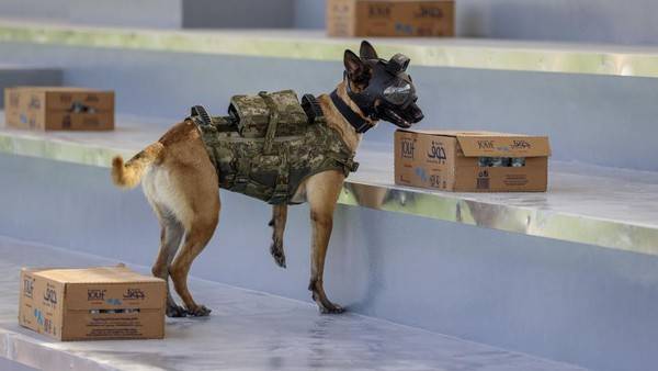 Anjing-anjing Pelacak Bom Diterjunkan Jaga Piala Dunia 2022