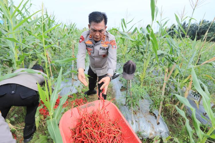Dukung Ketahanan Pangan, Polda Sumut Panen Perdana Jagung dan Cabai Merah