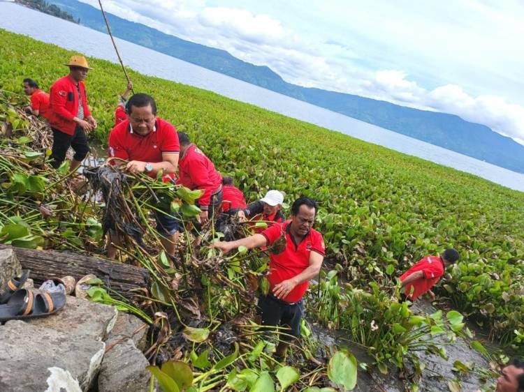 PDI Perjuangan Bersikan Enceng Gondok di Danau Toba